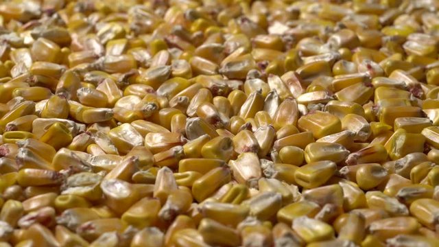 Full-frame of Maize grains, Corn kernels in rotation