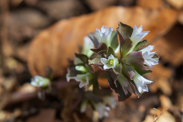 Pennywort Wildflower Closeup
