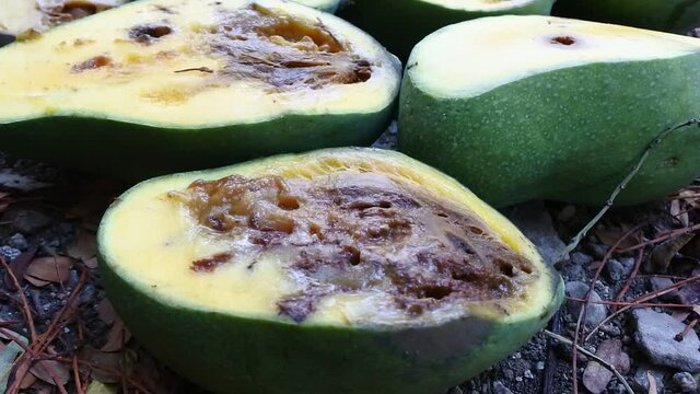 footage of rotten young mangoes due to fruit worms