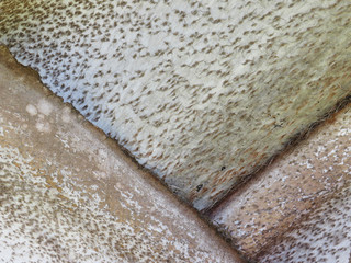 Texture of the bark of the palm tree. Fibrous foreground of palm tree trunk surface. Extraordinary natural background.