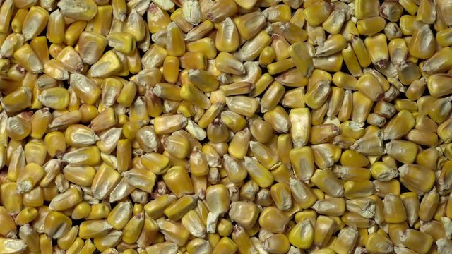 Full-frame of Maize grains, Corn kernels in rotation