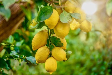 Lemons growing in summer sunshine, on a tree in Italy.