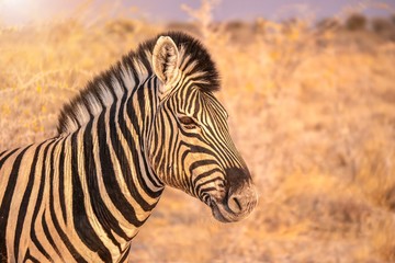 Fototapeta na wymiar Portrait of a zebra taken in Etosha National Park, Namibia.