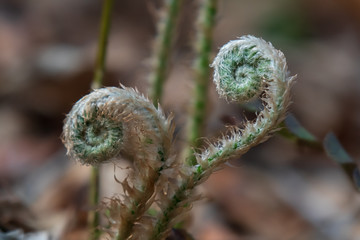 Fiddlehead fern close-up