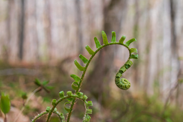 Fern close-up