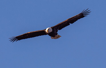 bald eagle in flight
