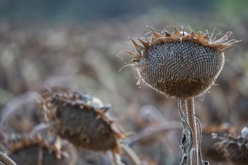 Dry sunflower