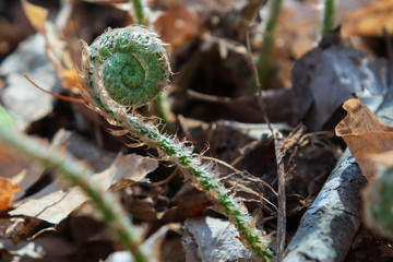 Fiddlehead fern close-up