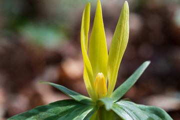 Fototapeta premium Yellow Trillium wildflower close-up