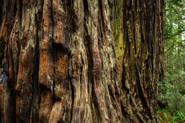 The Large Bark of Redwood Trees