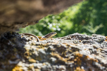 The lizard basks on the lumps. The reptile hides and merges with the texture of the rock. A...