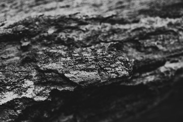 Texture Wood