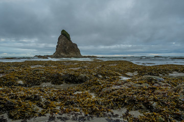 Tidepools Span Across Pacific Coast