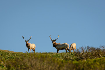 Three Male Tule Elk Graze On Top of Hill