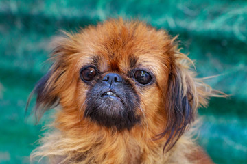 Guilty Pug staring at the camera.