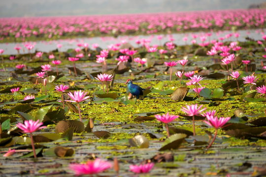 Udon Thani,Thailand-January 22, 2020:  Purple Swamphen on Red Lotus Lake or Talay Bua Daeng in Udon Thani, Thailand