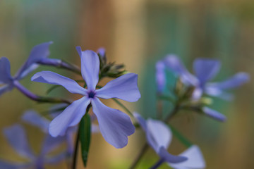 Blue Phlox close-up