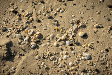 Fototapeta na wymiar Seashells on the seashore