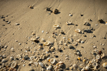 Seashells on the seashore