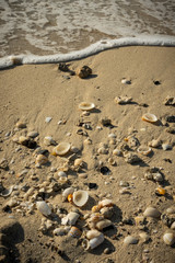 Seashells on the seashore