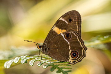 Obraz na płótnie Canvas Sward Grass Brown Butterfly resting on Bracken Fern
