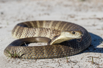 Eastern Tiger Snake flickering it's tongue
