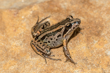 Striped Marsh Frog