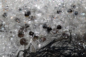 Striped Mrsh Frog eggs
