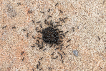 Small black ants collecting food on food item on sandstone rock