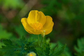 Woodland Poppy, yellow wildflower close-up