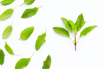 Fresh holy basil  leaves on white.