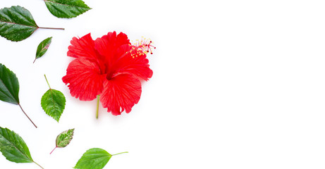 Hibiscus flower with leaves on white background.