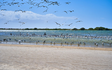 Seagulls and pelicans flying at the beach. Coche Island. Venezuela
