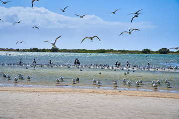 Seagulls and pelicans flying at the beach. Coche Island. Venezuela