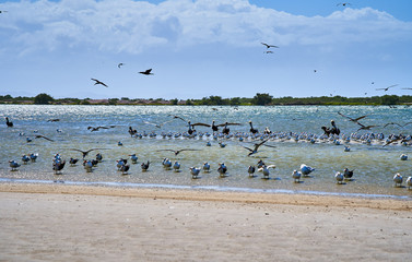 Seagulls and pelicans flying at the beach. Coche Island. Venezuela