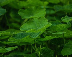 green leaf with drops of water