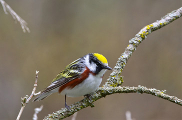 A male Chestnut-sided Warbler sitting in the crook of a branch on a spring morning in southwestern Ontario, Canada