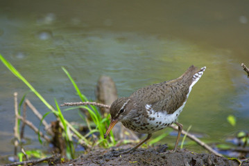 A spotted sandpiper (Actitis macularius) forages along a river bank, Ontario, Canada