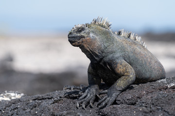 Obraz premium Marine Iguana in Galapagos