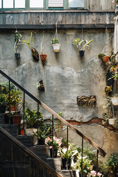 flowers in pots on wall 
