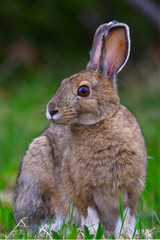 A Snowshoe Hare (Lepus americanus) sits for a portrait at Rabbit Blanket Lake, Lake Superior Provincial Park, Ontario, Canada