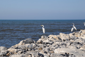  Shorebirds on the rocks, Cienaga Santa Marta beach