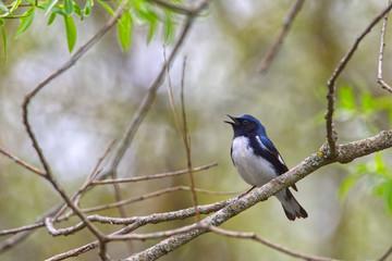 Male Black-throated Blue Warbler (Setophaga caerulescens) singing on a branch, southwestern Ontario, Canada.