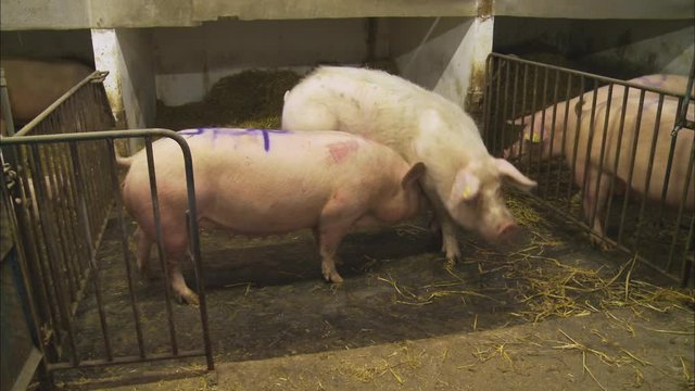 Medium low angle still shot of white pigs in a pigsty at a countryside farm, UK 