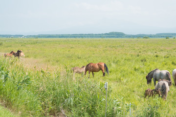[北海道]＿夏の原野と馬たち