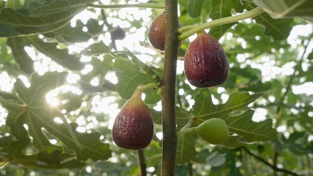 Close-up and pan shot of figs on a sunny day