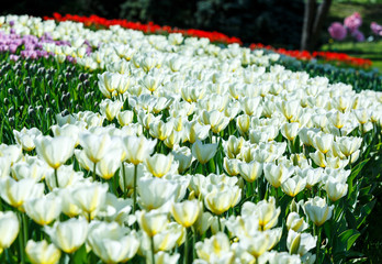 Field of white tulips with selective focus. Spring, floral background. Garden with flowers. Natural blooming.