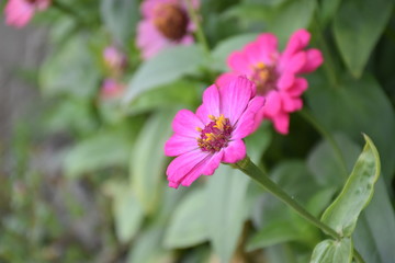 Zinnia flowers are blooming in the morning.