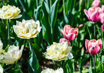 Field of white tulips with selective focus. Spring, floral background. Garden with flowers. Natural blooming.