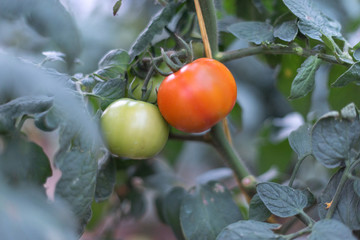 Green and Ripening Red Tomato on the Vine